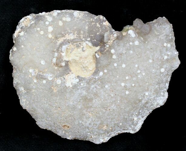 Agate/Chalcedony Replaced Ammonite Fossil #25502